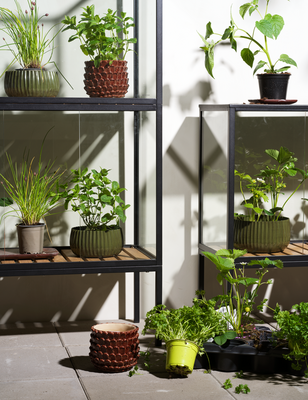 Grower Greens Armoire à plantes Noir