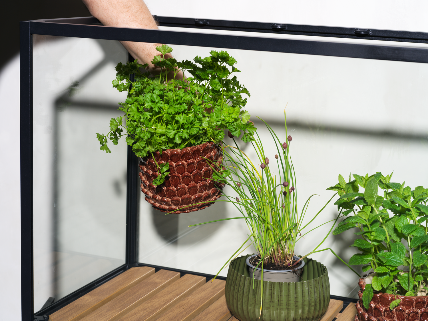 Grower Greens Armoire à plantes Noir