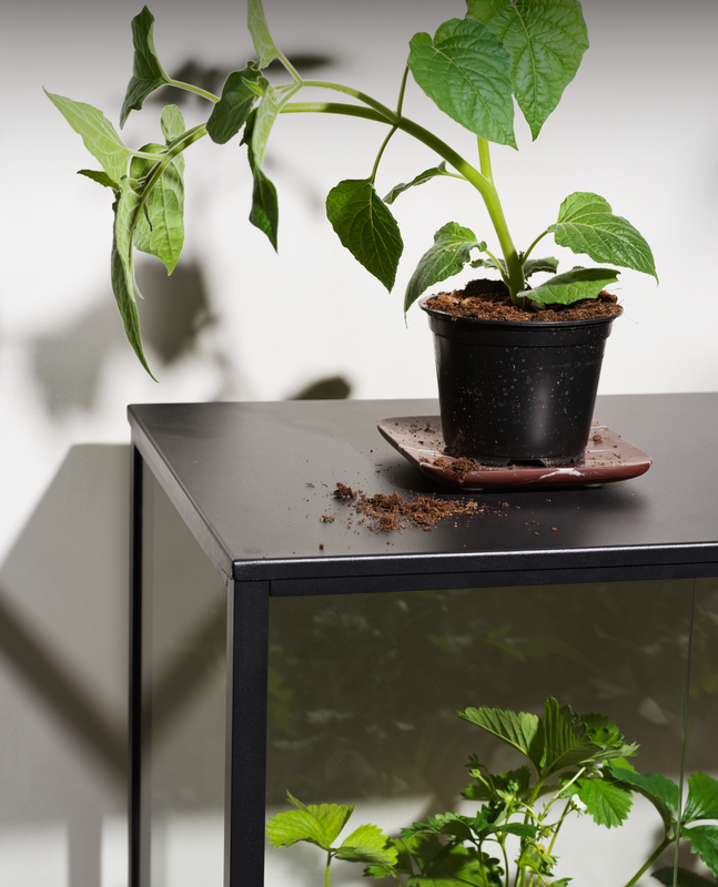 Grower Greens Armoire à plantes Noir