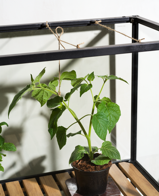 Grower Greens Armoire à plantes Noir